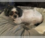 Small Photo #1 Shih Tzu Puppy For Sale in Holly Springs, NC, USA