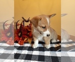 Small Photo #3 Pembroke Welsh Corgi Puppy For Sale in POST FALLS, ID, USA