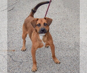 Stitch - Male Labbe Dog for Adoption - Photo #2