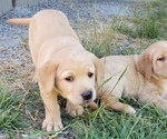 Small Photo #13 Labrador Retriever Puppy For Sale in OLYMPIA, WA, USA