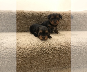 Yorkshire Terrier Puppy for sale in BATTLE GROUND, WA, USA
