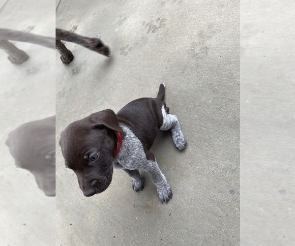 Medium Photo #2 German Shorthaired Pointer Puppy For Sale in RIVERSIDE, CA, USA