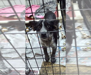 Border Collie-Unknown Mix Dogs for adoption in Mukwonago, WI, USA