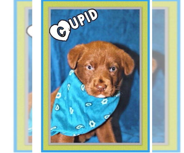 Medium Photo #6 Labrador Retriever-Unknown Mix Puppy For Sale in Wakefield, RI, USA