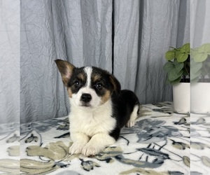 Pembroke Welsh Corgi Puppy for sale in GREENWOOD, IN, USA