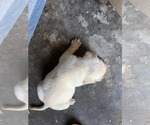 Small #15 Labrador Retriever