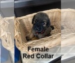 Image preview for Ad Listing. Nickname: F Red collar