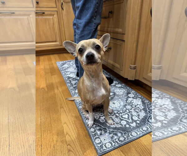Medium Photo #6 Chihuahua-Unknown Mix Puppy For Sale in Rockaway, NJ, USA