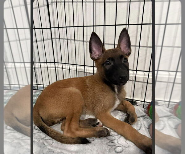 Medium Photo #2 Mutt Puppy For Sale in Imlay City, MI, USA