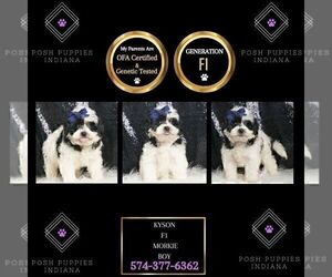 Medium Morkie