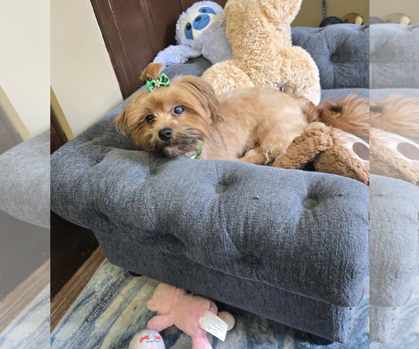 Medium Photo #2 Shih Tzu-Unknown Mix Puppy For Sale in Flushing, NY, USA
