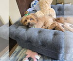 Small #1 Shih Tzu Mix