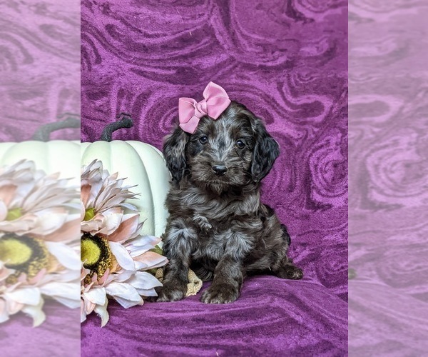 Medium Photo #1 Cockapoo Puppy For Sale in KIRKWOOD, PA, USA