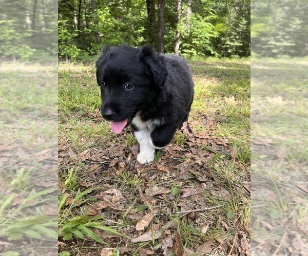 Medium Photo #4 Australian Shepherd Puppy For Sale in ELBERTON, GA, USA