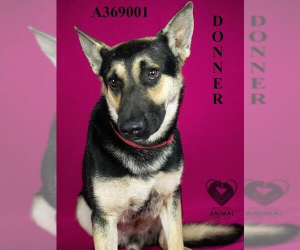 Medium Photo #1 German Shepherd Dog Puppy For Sale in Stockton, CA, USA