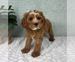Small #2 Cavapoo