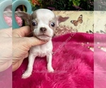 Sterling - Male Chihuahua Puppy for Sale - Photo #6