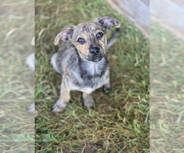 Medium Photo #3 Dachshund-Plott Hound Mix Puppy For Sale in The Woodlands, TX, USA