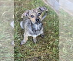 Small #2 Dachshund-Plott Hound Mix