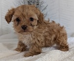 Small #13 Cavapoo (Miniature)