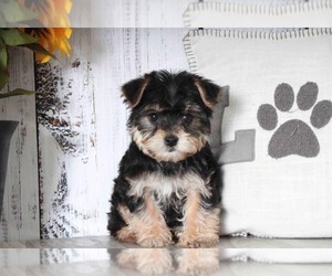 Morkie Puppy for sale in MARIETTA, GA, USA