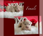 Small Photo #1 American Bully Puppy For Sale in DICKINSON, TX, USA