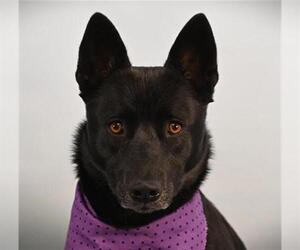 Mutt Dogs for adoption in Fort Collins, CO, USA