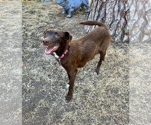 Kitty - Female Australian Kelpie-Unknown Mix Dog for Adoption - Photo #2