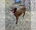 Small #1 Australian Kelpie Mix