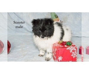 Pomeranian Puppy for sale in CLARE, MI, USA