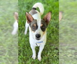 Small #2 Rat Terrier-Shiba Inu Mix