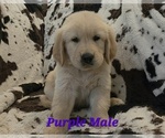 Image preview for Ad Listing. Nickname: Litter of 9