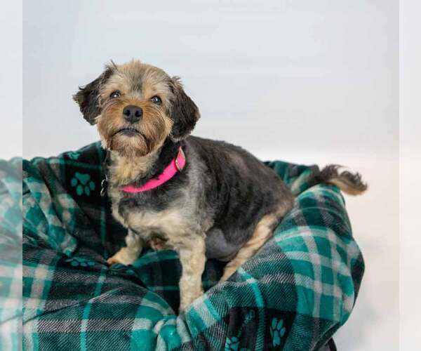Medium Photo #3 Silky Terrier-Unknown Mix Puppy For Sale in Kennesaw, GA, USA