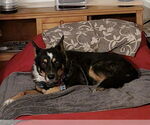 Small #1 Australian Shepherd Mix