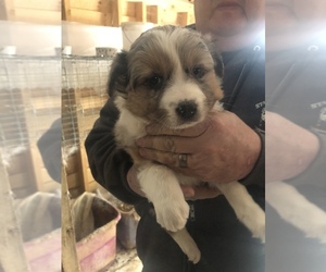 Australian Shepherd Puppy for Sale in SAINT LOUIS, Michigan USA