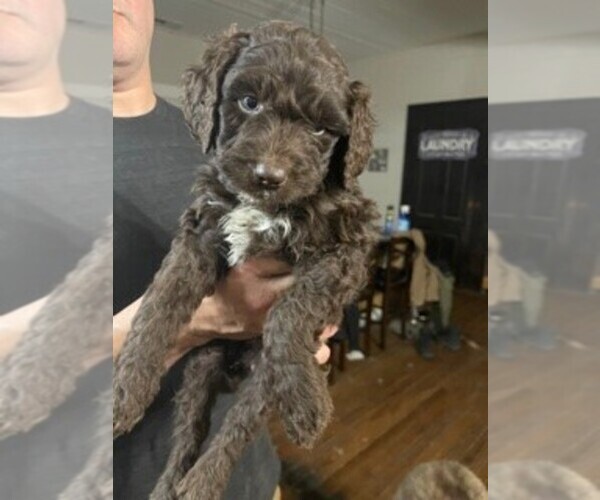 Medium Photo #4 Aussiedoodle Puppy For Sale in LEXINGTON, GA, USA