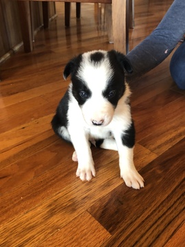 Medium Photo #1 Border Collie Puppy For Sale in GOODLETTSVILLE, TN, USA