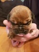 Puppy 5 Bullmastiff-Rottweiler Mix