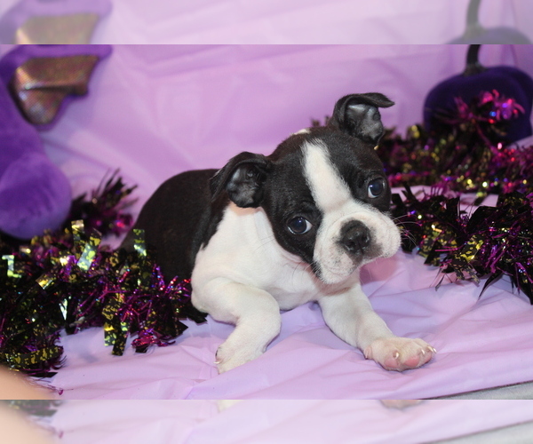 Medium Photo #9 Boston Terrier Puppy For Sale in BROOKSVILLE, FL, USA