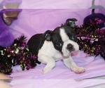 Kiki - Female Boston Terrier Puppy for Sale - Photo #9