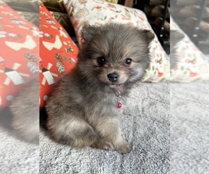 Pomeranian Puppy for sale in LAWRENCE, MI, USA