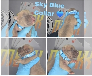 American Bully Puppy for sale in PORTAGE, IN, USA