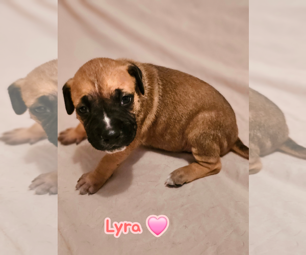 Medium Photo #1 American Staffordshire Terrier-Unknown Mix Puppy For Sale in Holly Springs, NC, USA