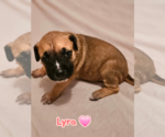 Small American Staffordshire Terrier Mix