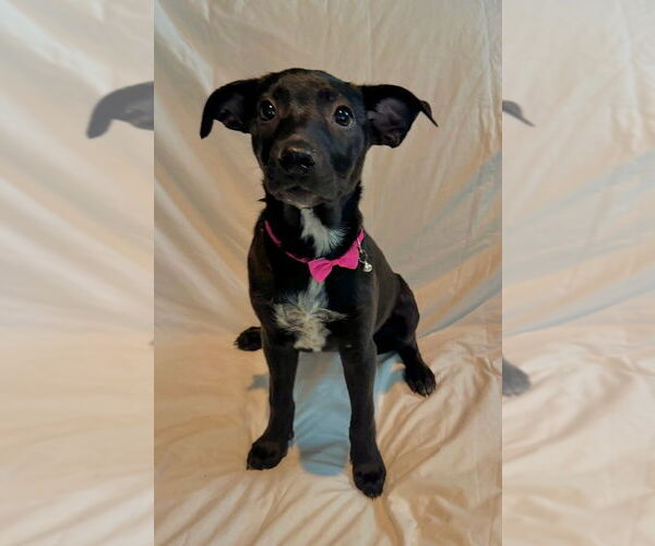 Medium Photo #2 Mutt Puppy For Sale in Mobile, AL, USA