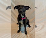 Small #1 Mutt