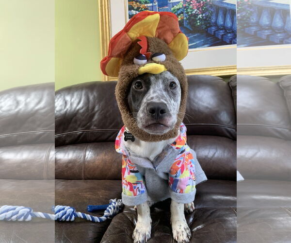 Medium Photo #2 Mountain Cur-Unknown Mix Puppy For Sale in Rockaway, NJ, USA