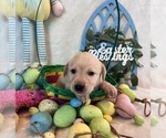Small Photo #11 Labrador Retriever Puppy For Sale in BONAIRE, GA, USA