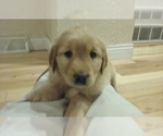 Small Photo #2 Golden Labrador-Golden Retriever Mix Puppy For Sale in PULASKI, WI, USA