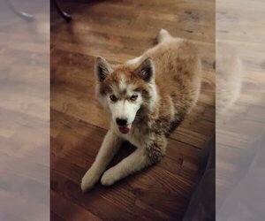 Siberian Husky Puppy for sale in PIKEVILLE, TN, USA